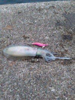 田ノ浦のエギング〜マズメまで粘ってアオリイカをキャッチ