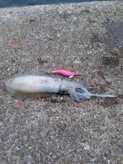 田ノ浦のエギング〜マズメまで粘ってアオリイ…