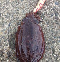 雑賀崎でエギング〜渋い状況の中コウイカの釣果
