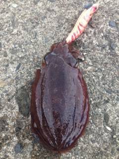 雑賀崎でエギング〜渋い状況の中コウイカの釣…