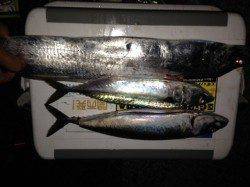 アジュール舞子~キビナゴの引き釣りでサバとタチウオ