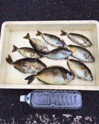 マリーナシティ海釣り公園 酒かすをエサにいいサイズのアイゴ