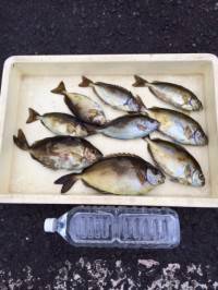 マリーナシティ海釣り公園 酒かすをエサにい…