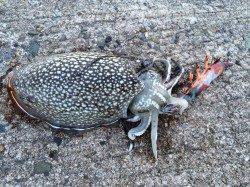 EZ-Q CAST RATTLEでコウイカ！姫路西部での釣果