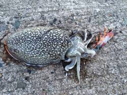 EZ-Q CAST RATTLEでコウイカ…