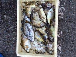 マリーナシティ海釣り公園　マイワシ＆キス　他アイゴの釣果