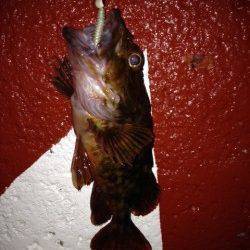 新浜漁港メバリング〜メバルとガシラの釣果