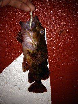 新浜漁港メバリング〜メバルとガシラの釣果