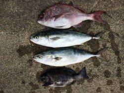 竹野でのカゴ釣り釣果〜ハマチ・マダイ・グレ