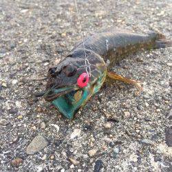 紀伊大島にてエギング&アジング〜釣果はアオリ4枚とアナハゼ・カマス