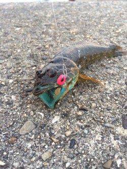 紀伊大島にてエギング&アジング〜釣果はアオリ4枚とアナハゼ・カマス