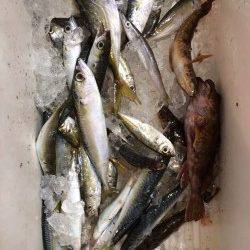 田ノ浦漁港でサビキ&胴突 魚種多彩で楽しめました♪