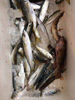 田ノ浦漁港でサビキ&胴突 魚種多彩で楽しめました♪