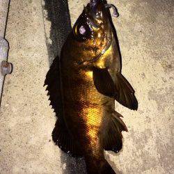 ウィードエリアでメバルを狙ってきました！