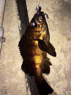 ウィードエリアでメバルを狙ってきました！