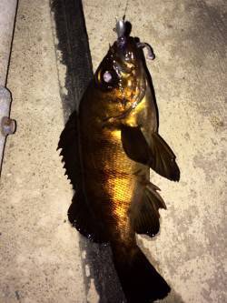 ウィードエリアでメバルを狙ってきました！