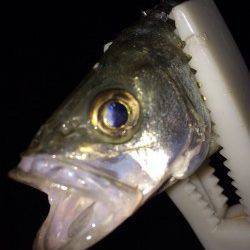 岸和田シーバス〜湾内にてワームで2匹、外向きでは良型ガツン！