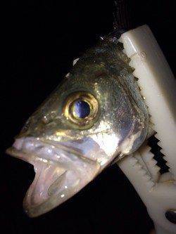 岸和田シーバス〜湾内にてワームで2匹、外向きでは良型ガツン！