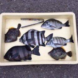 マリーナシティ海釣り公園 紀州釣りでイシダイ・カワハギ・チヌ