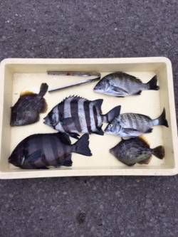 マリーナシティ海釣り公園 紀州釣りでイシダ…