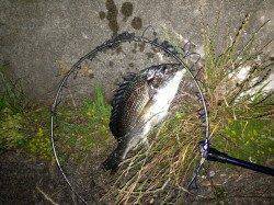 シーバス用フィネスタックルでグッドサイズのキビレの釣果