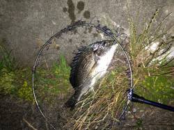 シーバス用フィネスタックルでグッドサイズの…