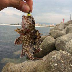 樽井漁港でガシラ一時間で9匹〜底に落としてワインドさせるとヒット