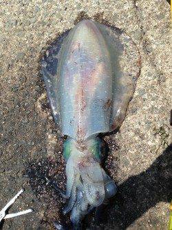 久美浜のエギングで春アオリイカ♪