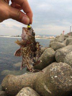 樽井漁港でガシラ一時間で9匹〜底に落としてワインドさせるとヒット