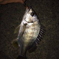 須磨周辺の河口 チニングでキス・キビレの釣果