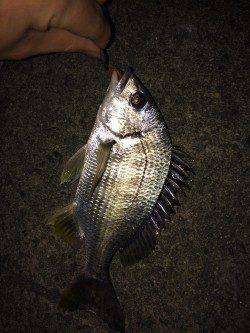 須磨周辺の河口 チニングでキス・キビレの釣果