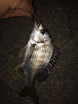 須磨周辺の河口 チニングでキス・キビレの釣…