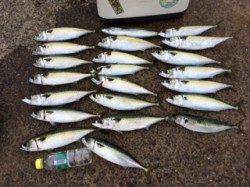 武庫川尻一文字大サバ好調〜釣れすぎてクーラー満タン