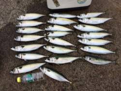 武庫川尻一文字大サバ好調〜釣れすぎてクーラ…