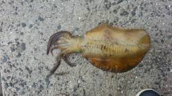 戸坂・塩津漁港周辺でエギング〜アオリイカ2…