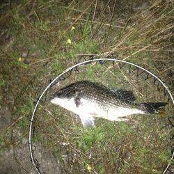 大阪南港周辺のチニング釣行〜シャッド系のワームで良型キビレ