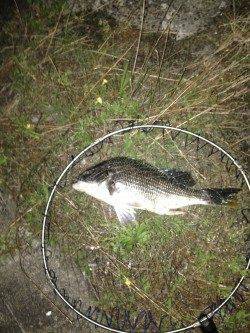 大阪南港周辺のチニング釣行〜シャッド系のワームで良型キビレ