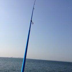 樽井にて引き釣り〜アベレージサイズのキス釣れました