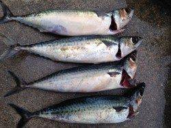 アジュール舞子の大サバ、この休日の狙い目です