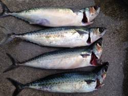 アジュール舞子の大サバ、この休日の狙い目で…