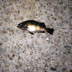 梅雨メバル求めて〜須磨でのメバリング