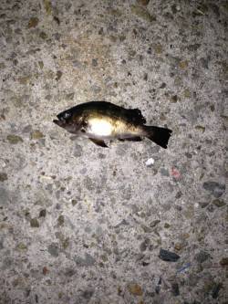 梅雨メバル求めて〜須磨でのメバリング