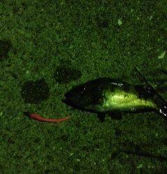 鳥取ノ荘にてアジング〜アジはあたらずメバルの釣果