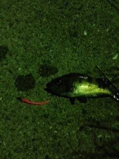 鳥取ノ荘にてアジング〜アジはあたらずメバル…