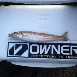 樽井漁港、夕方投げ釣り勝負!夕暮れ前にキスの時合