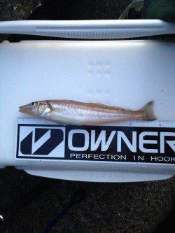 樽井漁港、夕方投げ釣り勝負!夕暮れ前にキスの時合