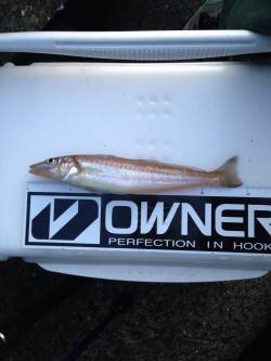 樽井漁港、夕方投げ釣り勝負！夕暮れ前にキス…