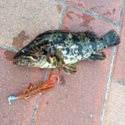 掛け重視のタックルにかえ感度よくタケノコメバル&ガシラをキャッチ♪