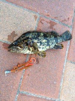 掛け重視のタックルにかえ感度よくタケノコメバル&ガシラをキャッチ♪