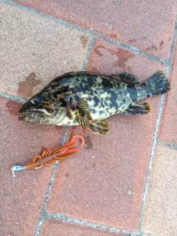 掛け重視のタックルにかえ感度よくタケノコメ…